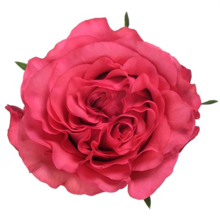 R Gr Exotix Berry