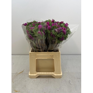 ANEM CO MIS + FUCSIA EX