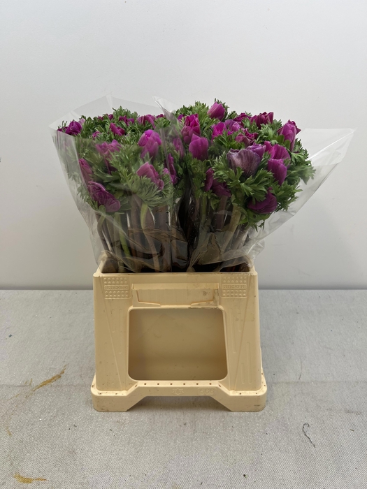 <h4>ANEM CO MIS + FUCSIA EX</h4>