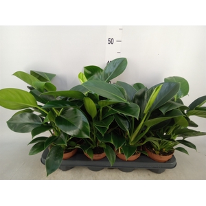 Philodendron  'Green Princess'