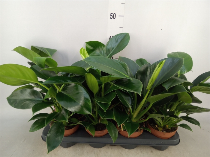 <h4>Philodendron  'Green Princess'</h4>