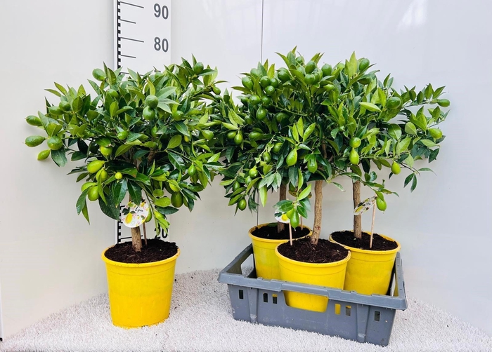 <h4>Citrof Floridana</h4>