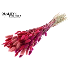Lagurus Premium per bunch Love Mix