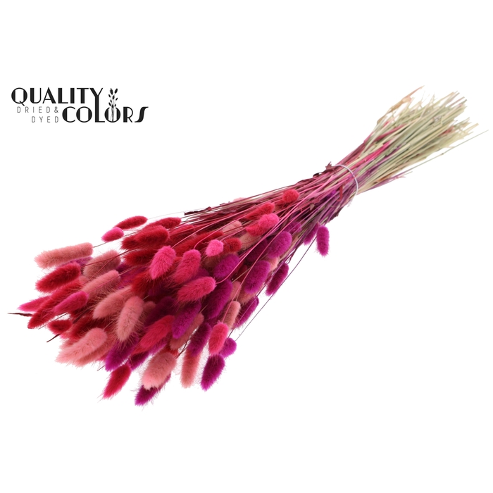 <h4>Lagurus Premium per bunch Love Mix</h4>