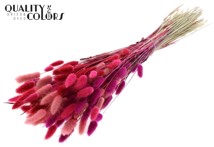 Lagurus Premium per bunch Love Mix