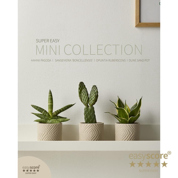 <h4>Dune Sand, Mini Collection</h4>