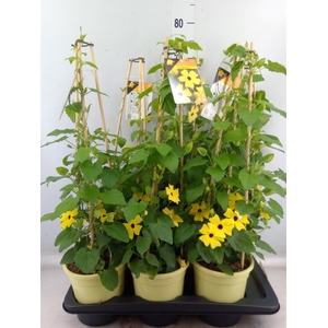 Thunbergia alata 'Ris Mooie Ogen'