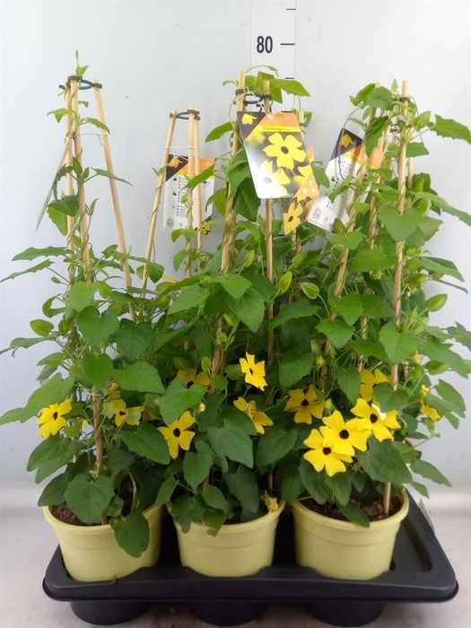 <h4>Thunbergia alata 'Ris Mooie Ogen'</h4>