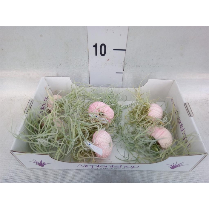 <h4>Arr.  Tillandsia L%</h4>