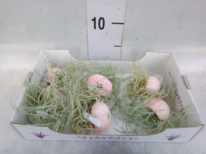 <h4>Arr. Tillandsia L%</h4>