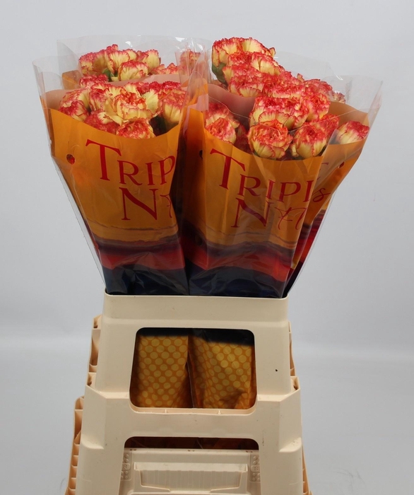 <h4>DI ST DIEGO</h4>