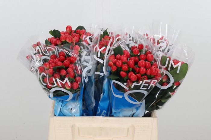 <h4>Hyp Coco Tango</h4>