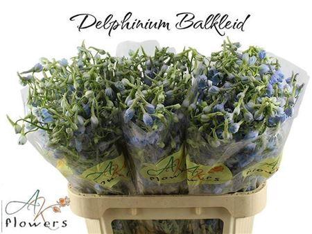 <h4>Delph En Ballkleid</h4>