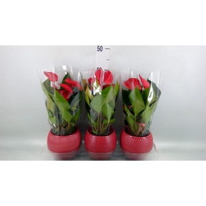 Anthurium andr. 'Picanta Red'