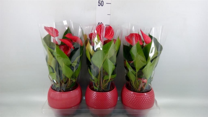 <h4>Anthurium andr. 'Picanta Red'</h4>
