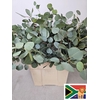 EUC POPULUS BLAD PB -ZA-BUSH