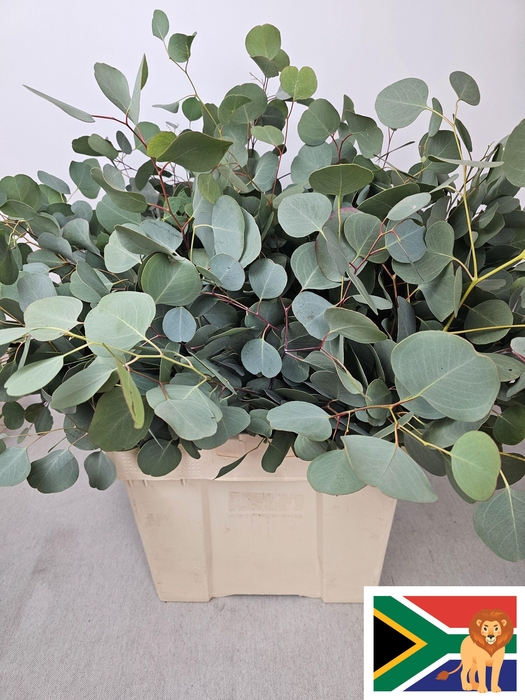 EUC POPULUS PER STEEL -ZA-BUSH