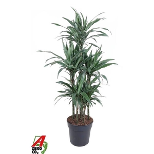 Dracaena f Deremensis Grp Warneckei