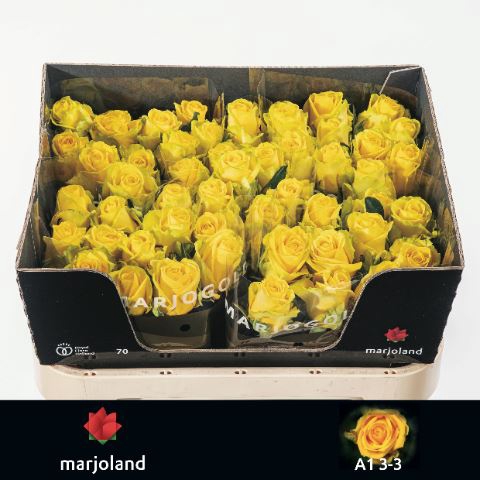 <h4>Rosa GR 'Penny Lane'</h4>
