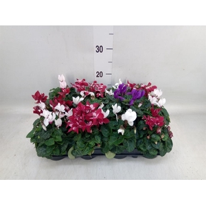 Cyclamen KL 'Verano'