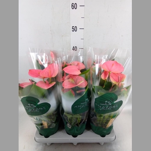 Anthurium andr. 'Sweet Dream'