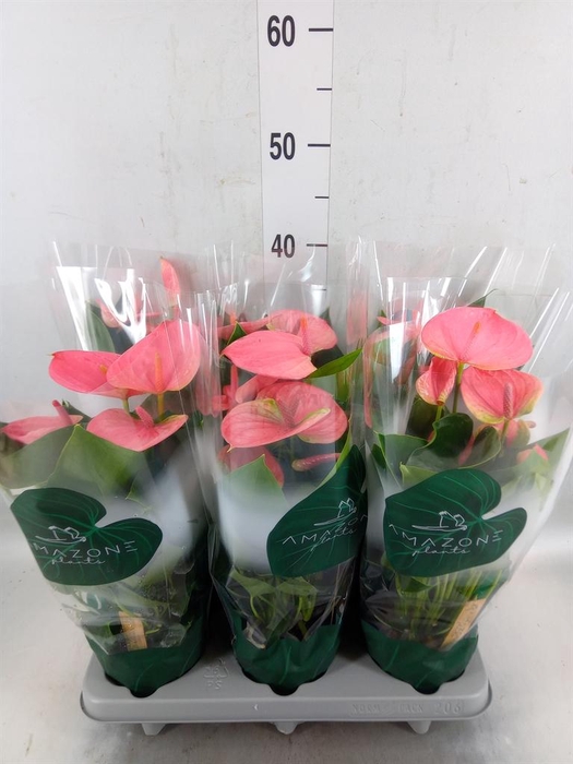 <h4>Anthurium andr. 'Sweet Dream'</h4>