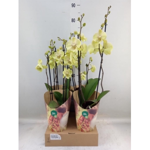 Phalaenopsis   ...yellow