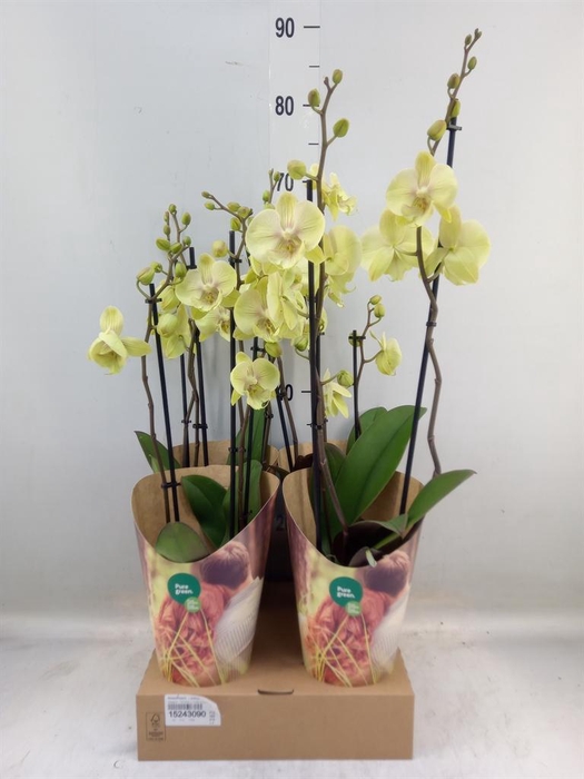 <h4>Phalaenopsis   ...yellow</h4>