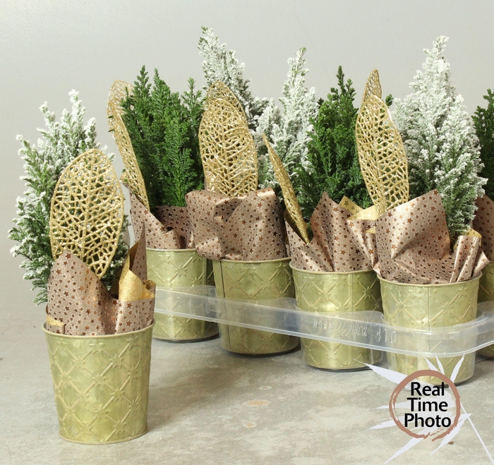 <h4>CHAM L ELLWOODII</h4>