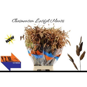 Chasmanthium Klb Orange YZM Lev