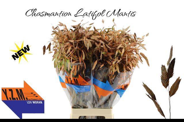 <h4>Chasmanthium Klb Orange YZM Lev</h4>