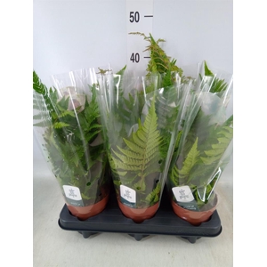 Dryopteris erythrosora