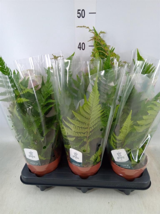 <h4>Dryopteris erythrosora</h4>