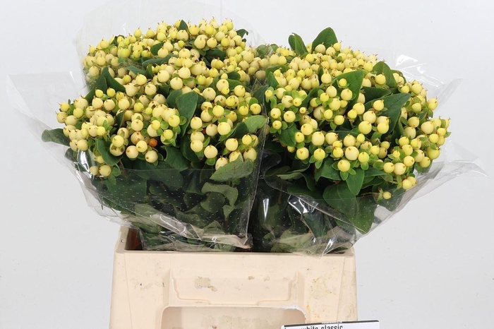 <h4>Hyp Mag Snow Prince</h4>