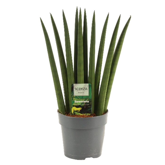 <h4>Sansevieria Cylindrica 12 cm Fan</h4>