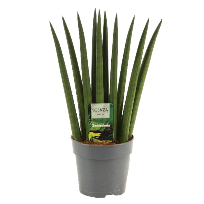 <h4>Sansevieria Cylindrica 12 cm Fan</h4>