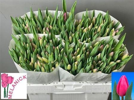 <h4>Tu En Lincoln</h4>