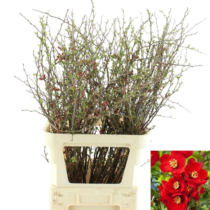 <h4>Chaenomeles Japonica Rood</h4>