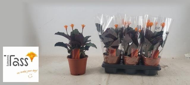 <h4>CALAT CROCATA</h4>