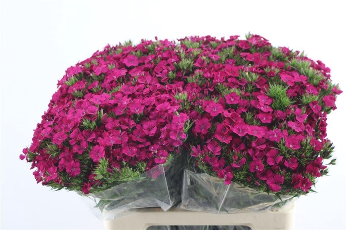 <h4>Di Barb Neon Cherry</h4>