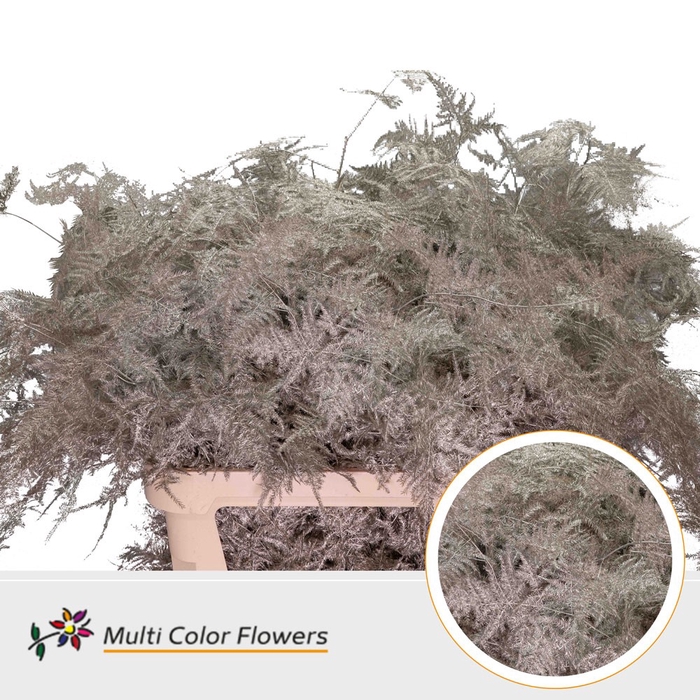 <h4>Asparagus Lang Platina</h4>