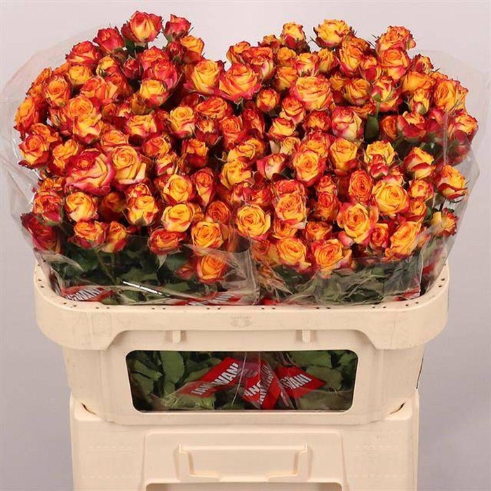 <h4>Rosa spray land of fire</h4>