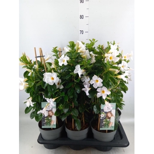 Mandevilla am. 'Diaman Jade White'