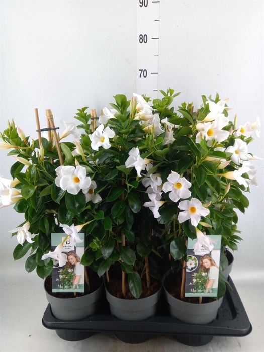 <h4>Mandevilla am. 'Diaman Jade White'</h4>
