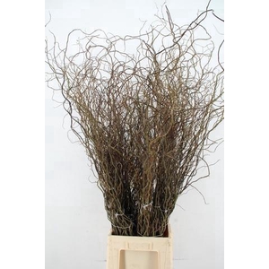 SALIX  TORTUOSA 120CM