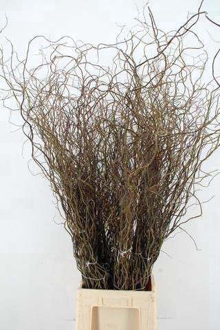 <h4>SALIX  TORTUOSA 120CM</h4>