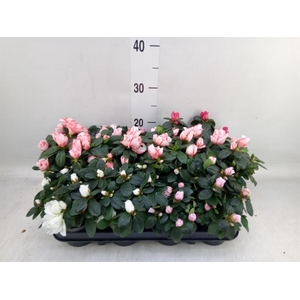 Rhododendron sim.   ...mix