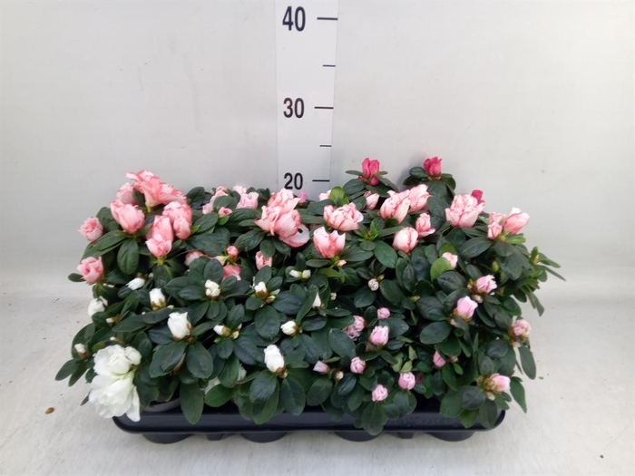 <h4>Rhododendron sim. ...mix</h4>