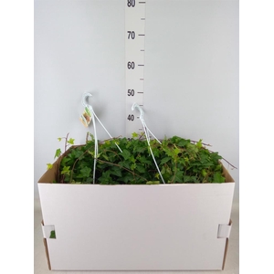 Hedera helix 'Pittsburgh'