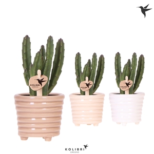 Kolibri Greens Stapelia Leendertziae in Ring pot mix